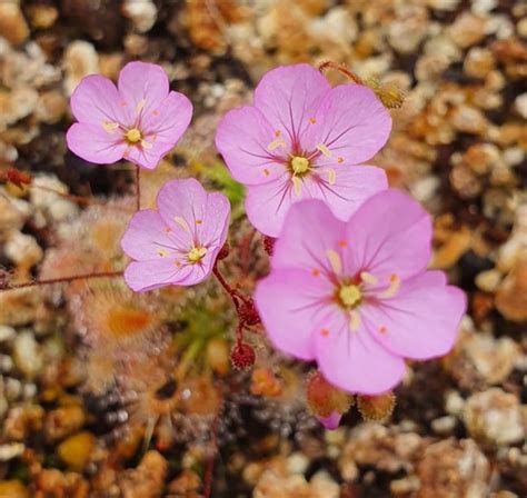 Tenho para oferecer/trocar gemas de drosera pulchella x nitidula. Drosera x (omissa x pulchella) | Farmyard Nurseries
