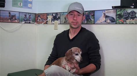 For over half a century winter park veterinary hospital has been proudly setting the standard for veterinary care in central florida. Pet Owners review Hillman Veterinary Clinic - YouTube