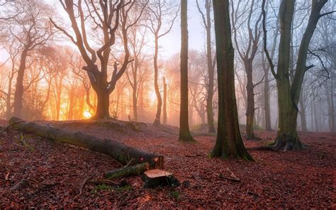 Wallpaper 1920x1200 Px Branch Dead Trees Fall Forest Leaves