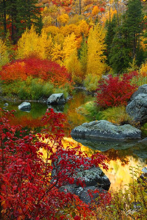 F246 Fall Color In Tumwater Canyon Washington Randall J Hodges