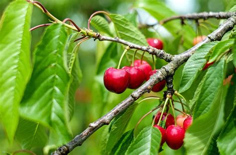 Cherry Tree Varieties 🍒 Types Of Cherry Trees