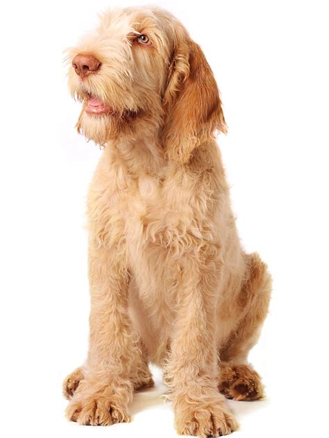 As mentioned above, deciding to adopt a spinone. Spinone Italiano - Dog Breed Guide | Paws 'N' Pups