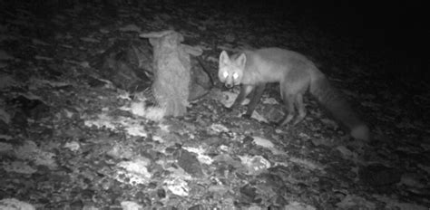 One Of North Americas Rarest Mammals Spotted In Yosemite The Sierra