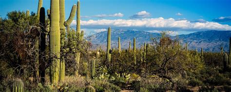 It may be extinct there now, but i kinda doubt it. Saguaro National Monument cactuses - Western USA - United ...