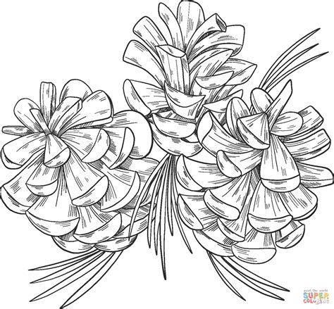 Pine Cone Coloring Page Free Printable Coloring Page Coloring Home Images