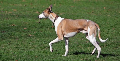 Whippet Dog Breed Information Breed Advisor