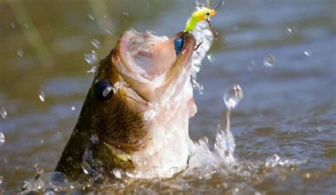 Bass Fishing Tips And Techniques How To Catch Big Bass