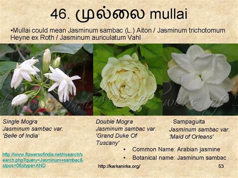 A list of names in which the description contains the keyword flower. Pin by Renu Ma on Grow It in 2020 | Indoor flowering ...