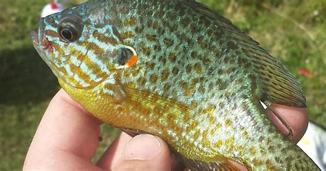 Cool Looking Bluegill From Today 4 Eyes Imgur