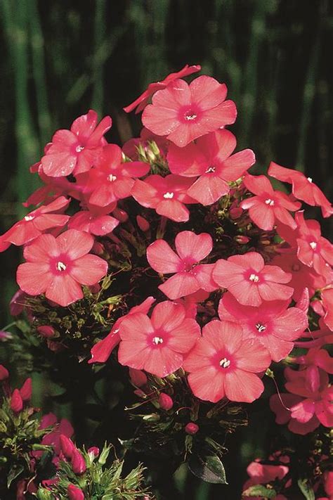 Tall Garden Phlox Phlox Tall Garden Paniculata Orange Perfection From