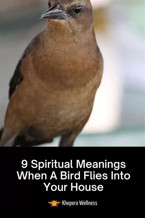 Spiritual Meanings When A Brown Bird Flies Into Your House Spiritual