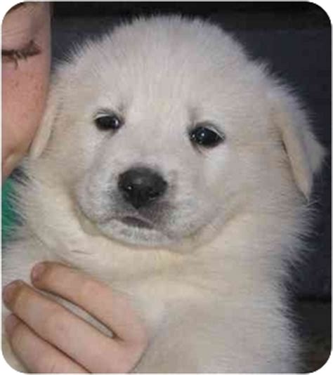 If you have never had a great pyrenees mix before, look at the top 18 most popular crossbreeds listed, and see which one might fit for you and #2 pyrenees pit (great pyrenees x american pit bull terrier mix). Male puppies | Adopted Puppy | Newburgh, IN | Great ...