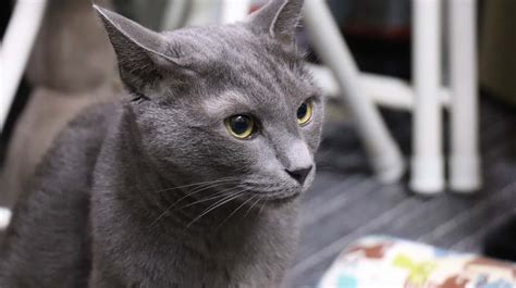 Are Russian Blue Cats Good For Allergies