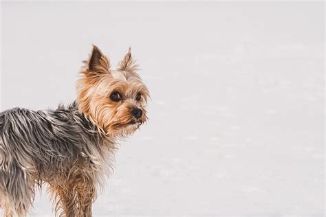Yorkshire Terrier Yorkie Winter Free Photo On Pixabay