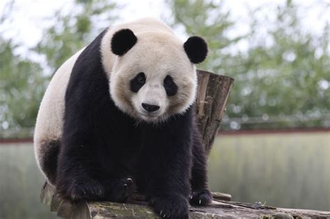 Tian Bao Panda Raksasa Tertua Di Belgia Batal Pulang Ke Tanah Nenek
