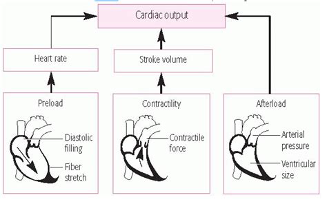 Pin By Roksana Curtis On Pance Cardiology Cardiac Nursing Icu