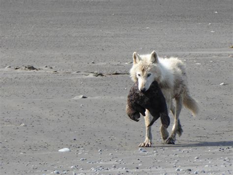 Wolves on the Katmai coast hunt sea otters and harbor seals (U.S
