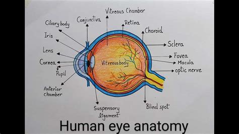 The Complete Guide To Understanding The Human Eye Labeled Diagram Included