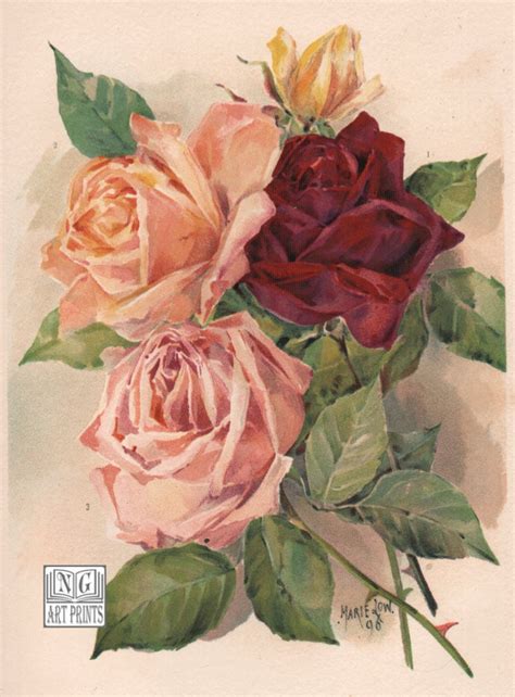 1800s Antique Rose Print Vintage Botanical Flower Lithograph