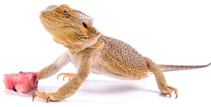 Prickly pear cactus — or also known as nopal, opuntia and other names some preliminary evidence shows that prickly pear cactus can decrease blood sugar levels in people with type 2 diabetes. What do Bearded Dragons Eat List | Best Diet for a Bearded ...
