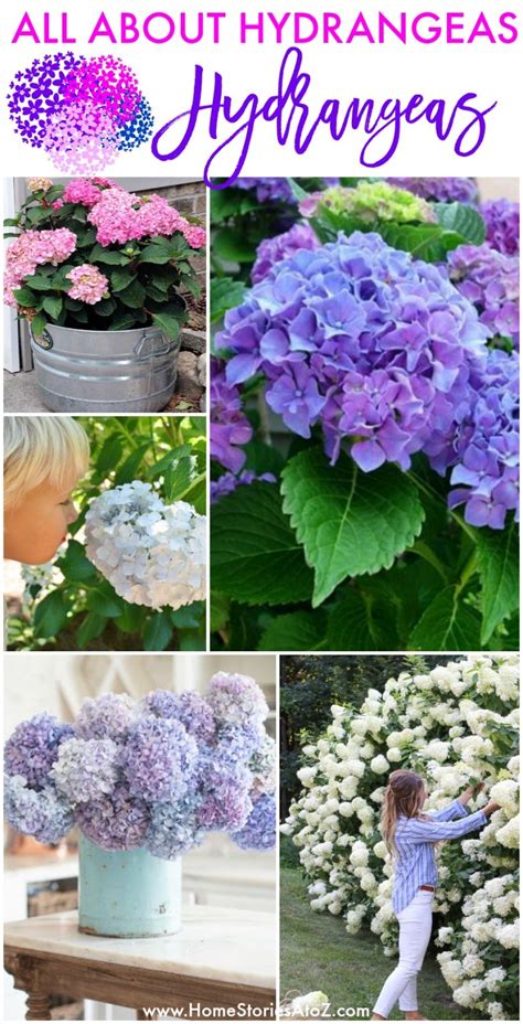 This is a guide about dividing hydrangeas. Pin on Hydrangea