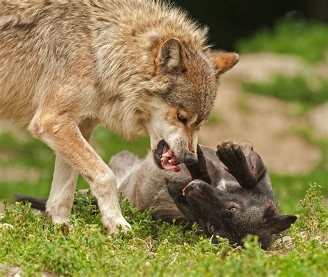 Young Wolves Play Fight Nature Animals Animals Beautiful Animals