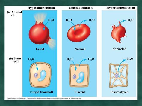 Animal cells are the types of cells that make up most of the tissue cells in animals. PPT - Anticipatory Set 9-15-11 PowerPoint Presentation ...