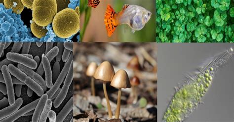 Los 6 Reinos De La Naturaleza Y Sus Caracteristicas Diferenciador