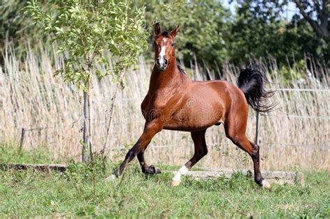 Arabian Breed Horse Canter On Natural Background