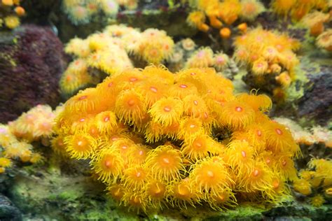 Fascinating Facts About Sea Anemones You Never Knew