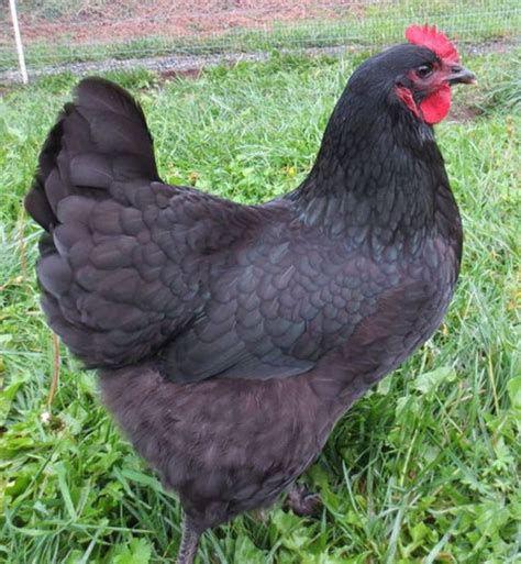 Here Are The Most Popular Breeds Of Chickens Chickens Backyard Breeds
