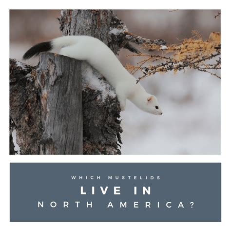 Which Mustelids Live In North America