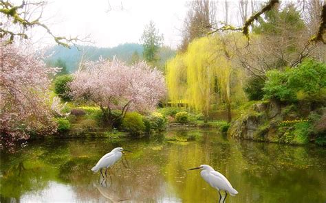 Birds in spring pond | Spring scenery, Spring flowers, Spring