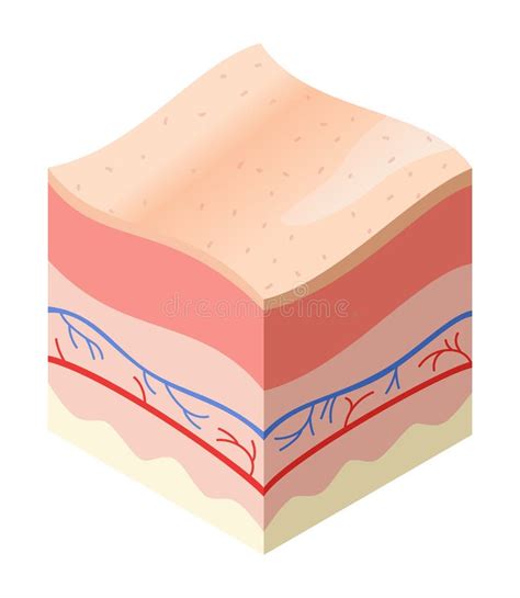 Skincare Medical Concept Problems In Cross Section Of Human Skin