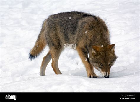 Hunting European Grey Wolf Canis Lupus Sniffing Trail Of Prey In The