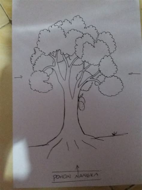 Anggota kelompok ini hanya ada satu species yaitu ginkgo biloba. Gambar Pohon Mangga Untuk Psikotes - Psikotes Untuk Kamu