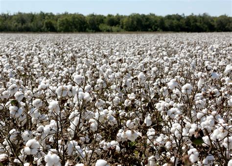 Cotton harvests expected to top 1,000 pounds again | Mississippi State ...