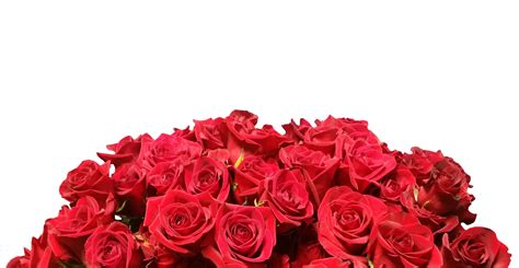 Kostenlose Foto Valentinstag Liebe Rote Rosen Blume Blütenblatt