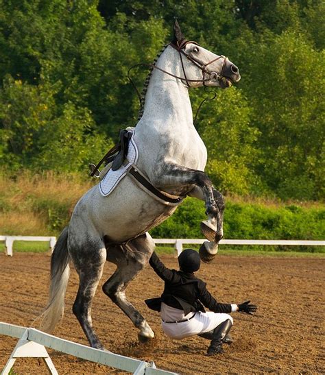 9 Photos Of Horses Failing At Dressage Horses Dressage Horses Dressage