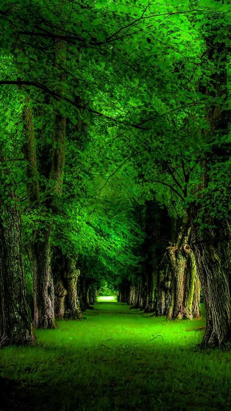 Greenery Forest Trees Wallpaper Download Mobcup