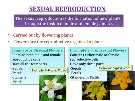 Cbse Grade 7 Chapter 11 Reproduction In Plants