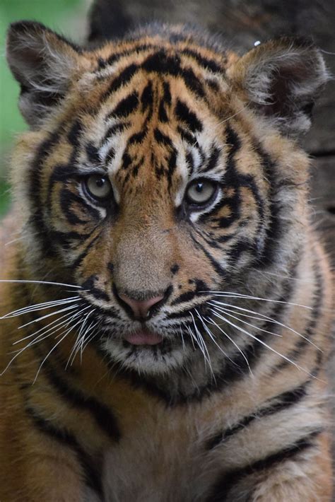 Sumatran Tiger Cub Zoo De Beauval 14 05 2016 His Name Is Flickr