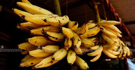 Keralas Very Own Nendran Bananas Will Soon Reach European Markets