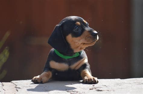 Miniature Dachshund Puppies For Sale Colorado Springs Co 280117