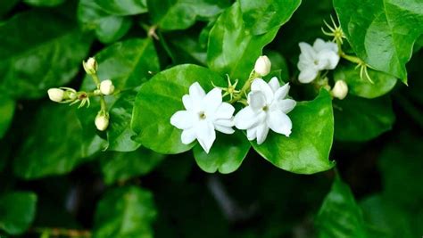 Jasmine Plant Care And Growing Guide