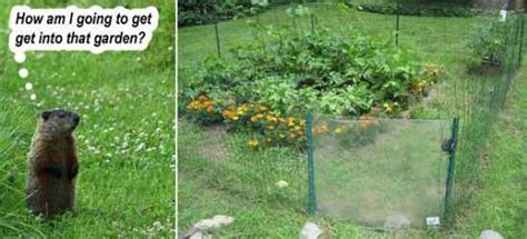 We did not find results for: 15 Most Effective Ways To Deter Critters From Your Property