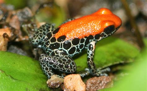 Most Amazing Pics Amazing Poison Dart Frog Poison Frog Facts Photos
