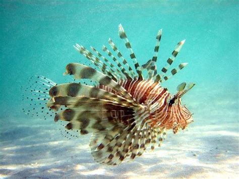 10 Interesting Facts About Lionfish Less Known Facts
