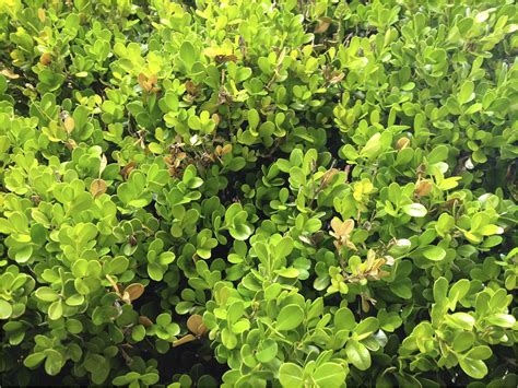 Boxwood Dieback Caused By Colletotrichum Theobromicola A Diagnostic