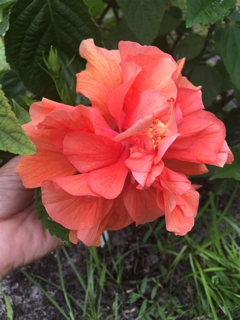 Double Orange Hibiscus